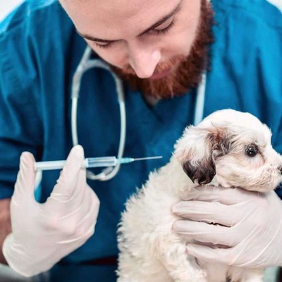 Köpeklerde İç Dış Parazit Aşısı Nedir?