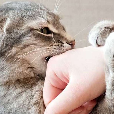 Kedilerin Isırması Nasıl Engellenir?