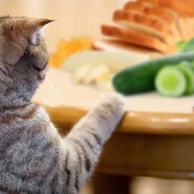 Kedilere Hangi Sebzeler Verilebilir?