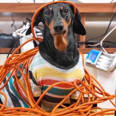 Köpekler Neden Kabloları Isırır?