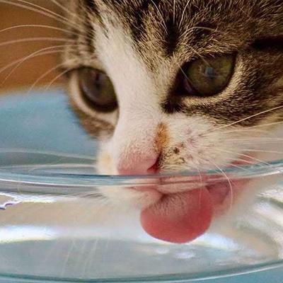 Kediler Yağmur Suyu İçebilir Mi?