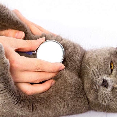 Kedilerde Solunum Zorluğu Belirtileri Nedenleri Tedavisi