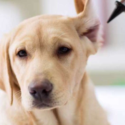 Köpeklerde Kulak Yarası Nedenleri
