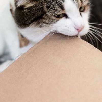 Kedilerde Pika Sendromu Nedir? Belirtileri, Nedenleri, Tedavisi