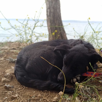 Labrador melezi oyuncu Ganja kalıcı evini arıyor