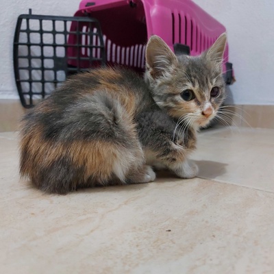 Missy 1 aylık dişi kedi