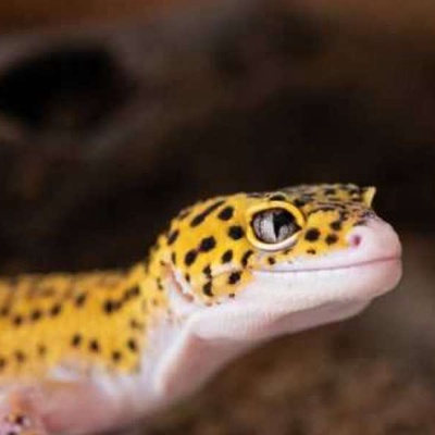 Türkiyede Gecko Beslemek Yasak Mı?