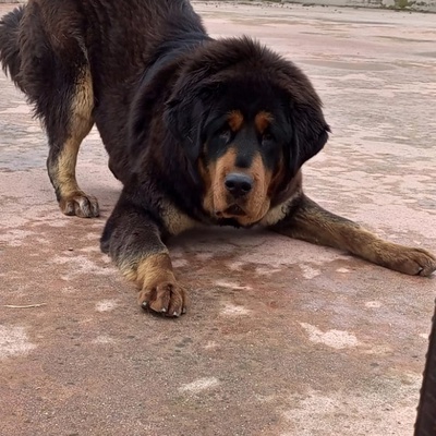 Tibetli Mastiff