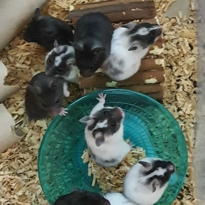 Bir buçuk aylık ücretsiz suriye hamster yavruları