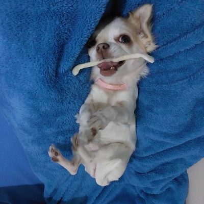 Daisy Dişi Chihuahua