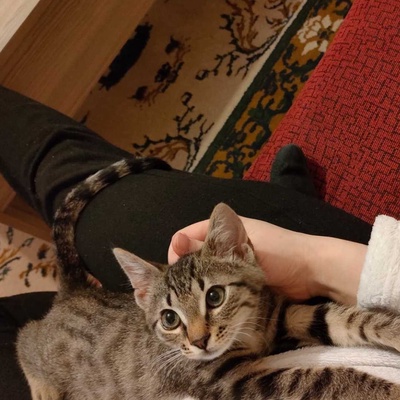 3 aylik erkek yavru kedi Kimyon yuva ariyor/cayyolu/ANKARA