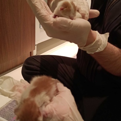2 tane yeni doğmuş annesiz kediye acil yuva