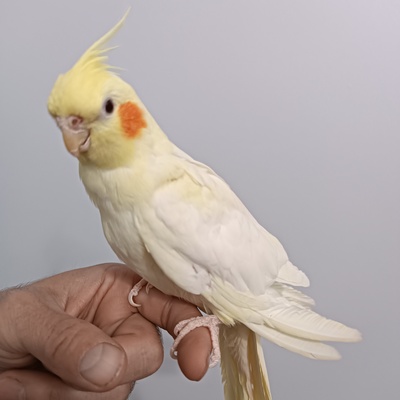 Lutino Sultan Papağanı