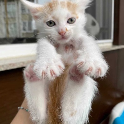 Yavru Kedi Ücretsiz Sahiplendirme Ankara - Kırıkkale