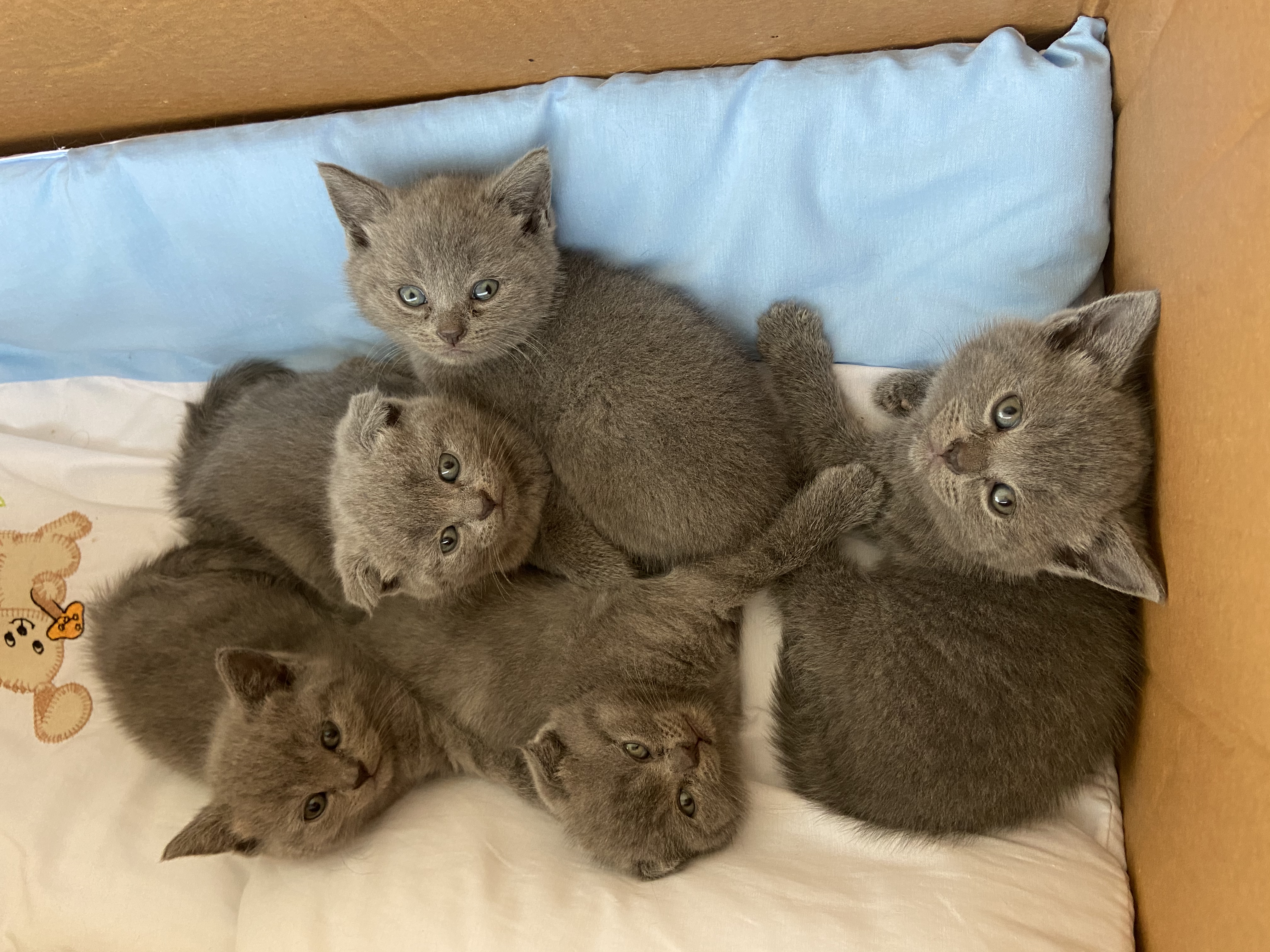 ucretsiz scottish fold kedi sahiplenme ilanlari petarkadas com