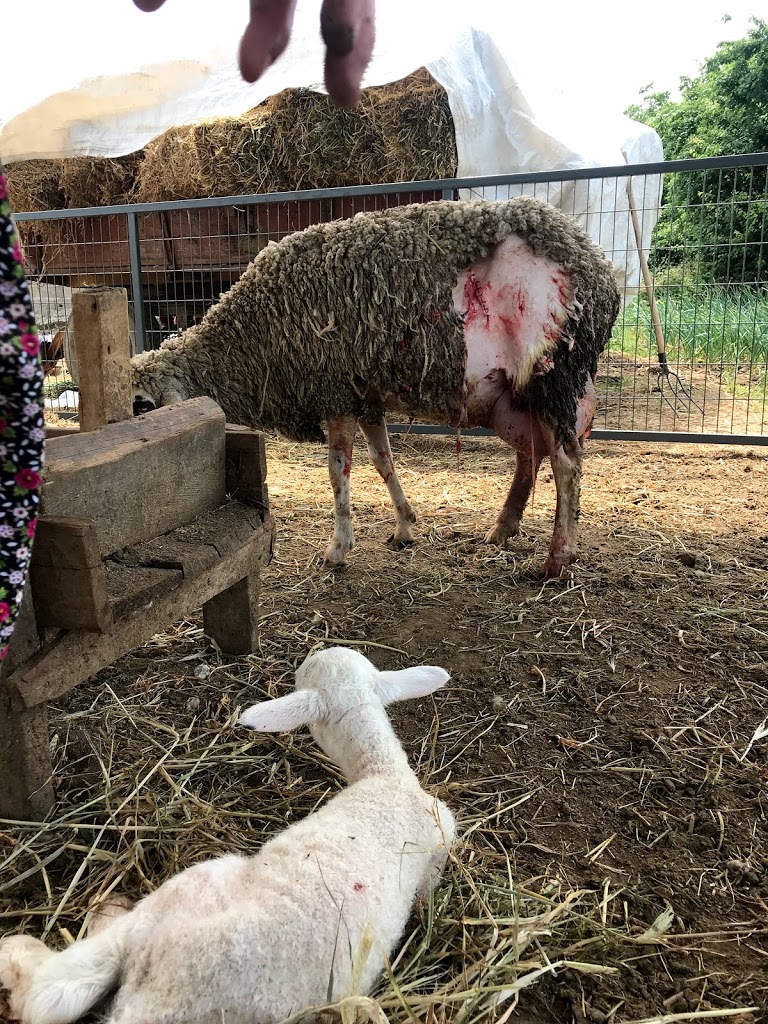 Edirne Veteriner Kliniği