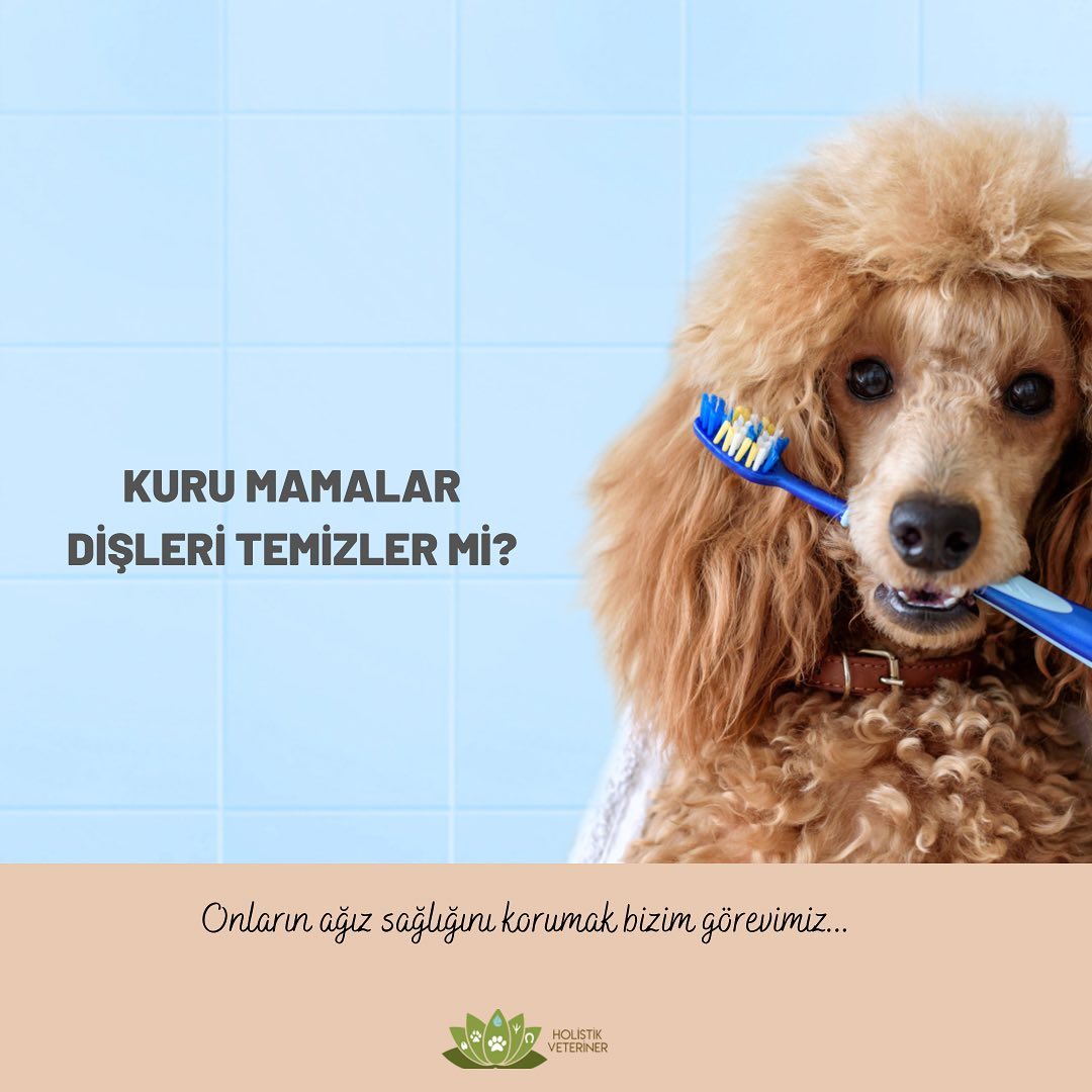 Köpekler için doğal diş macunu tarifi