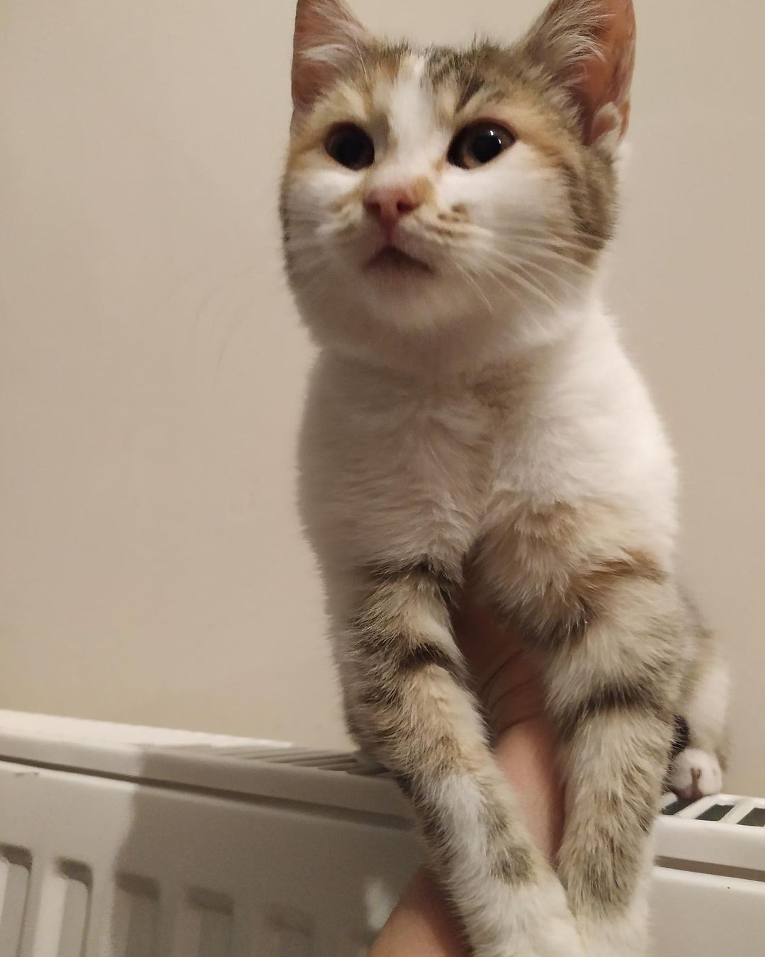 ucretsiz kocaeli kedi sahiplenme ilanlari petarkadas com