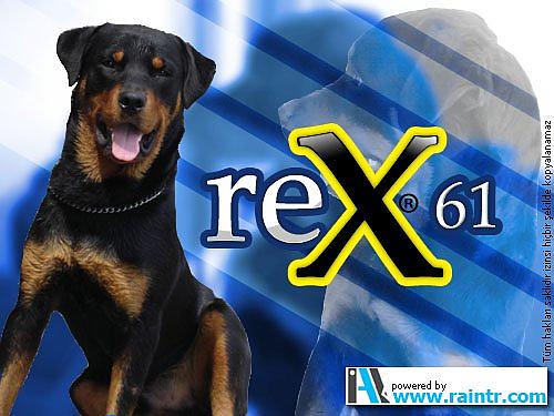 rex Erkek Rottweiler
