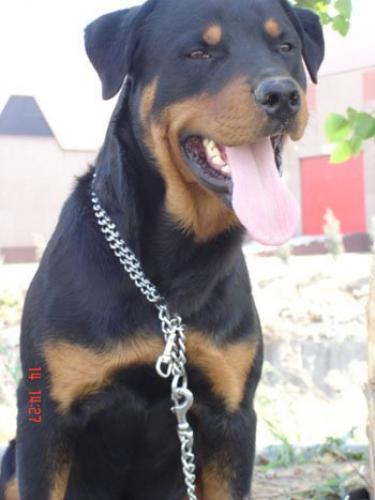 rex Erkek Rottweiler