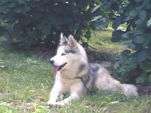 şila Dişi Sibirya Kurdu (Husky)