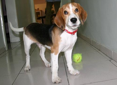 hektor Erkek Beagle