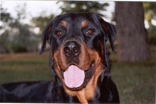 romeo Erkek Rottweiler