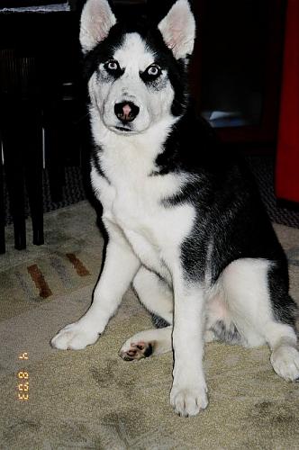 wallace Erkek Sibirya Kurdu (Husky)