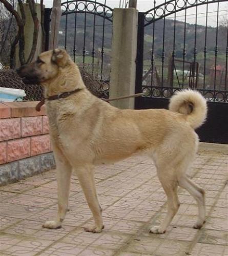 shela Dişi Kangal