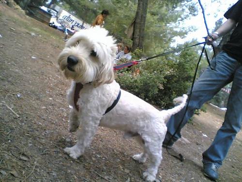 papy Erkek West Highland White Terrier