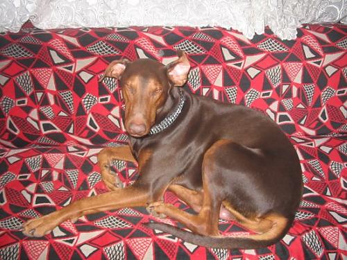 arto Erkek Doberman Pinscher