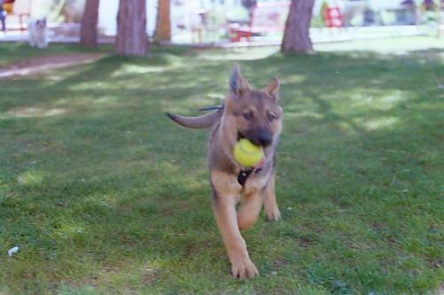 fanta Dişi Alman Çoban Köpeği