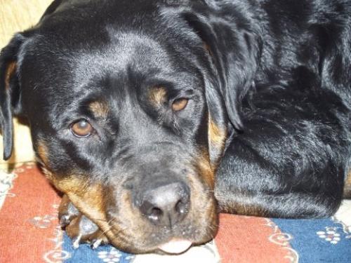 sezin Dişi Rottweiler