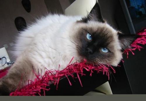 bonie fincan Dişi Ragdoll