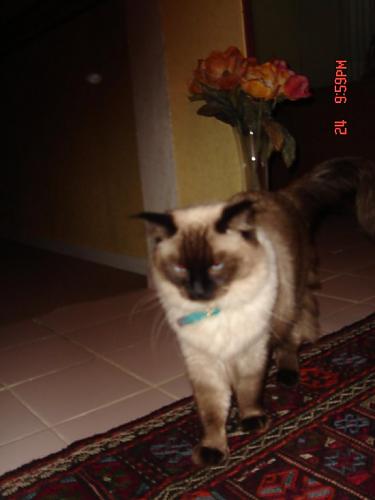 bonie fincan Dişi Ragdoll