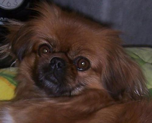 shila Dişi Pekingese