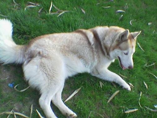 cındy Dişi Sibirya Kurdu (Husky)