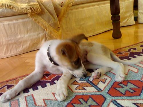 prenses Dişi Jack Russell Terrier