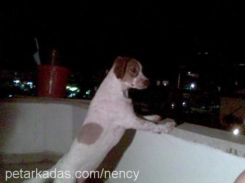 nency Dişi Jack Russell Terrier