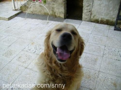 snny Erkek Golden Retriever