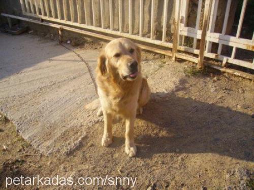 snny Erkek Golden Retriever