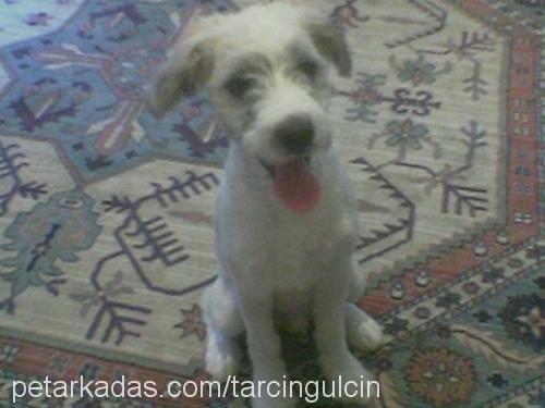 tarçın Erkek West Highland White Terrier