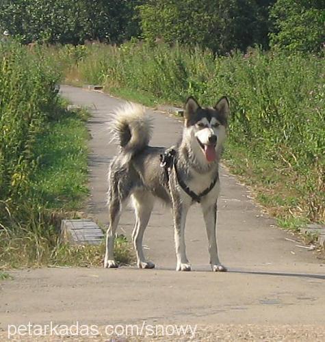 snowy Dişi Alaskan Malamute