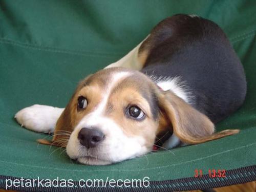 elmyra Dişi Beagle