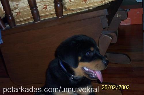 kral Erkek Rottweiler