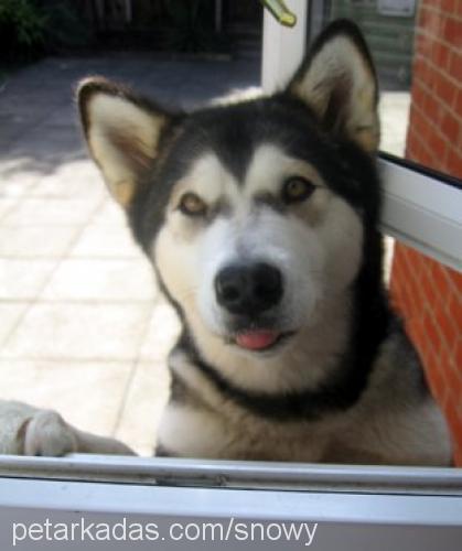 snowy Dişi Alaskan Malamute