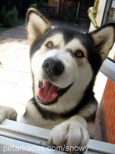 snowy Dişi Alaskan Malamute