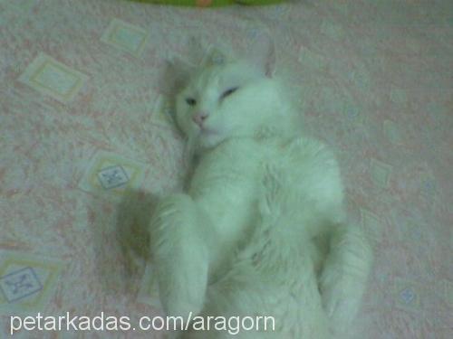 robin Erkek Ankara Kedisi (Angora)