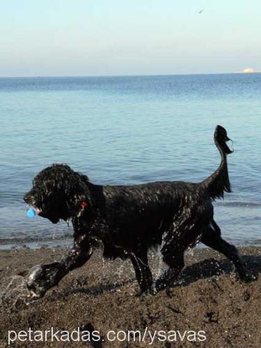 miço Erkek Portekiz Su Köpeği