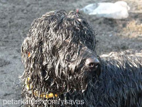 miço Erkek Portekiz Su Köpeği